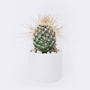 cactus3-free-img cactus3 free img