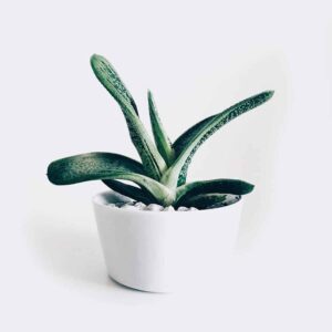 plant3 free img plant3 free img